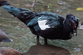 Cairina moschata - Moschusente (Warzenente)